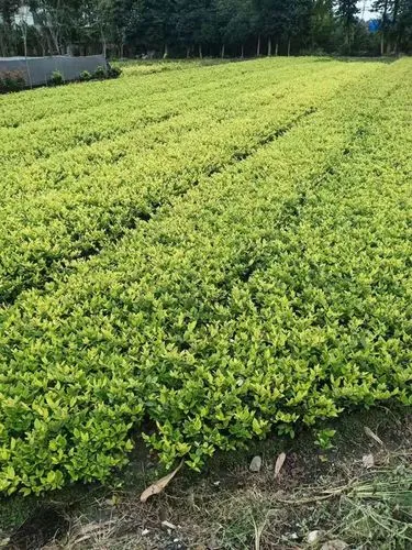 五点头轻网球拍